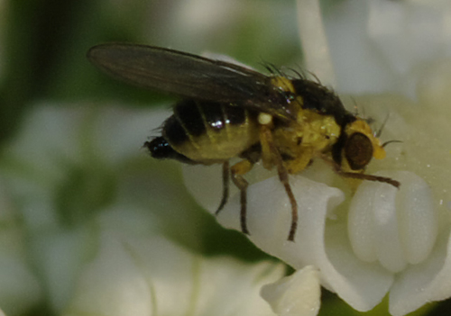 Agromyzidae: Lyriomyza sp.